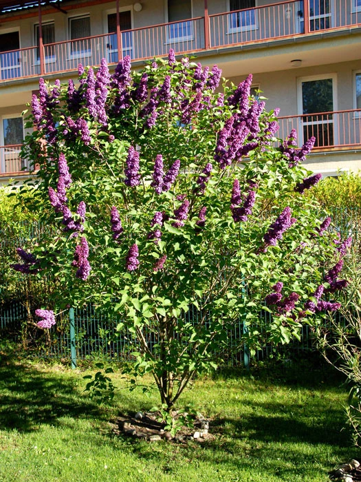 Syringa Vulgaris 'Andenken An Ludwig Späth' 5 Syringa Vulgaris 'Andenken An Ludwig Späth' – Bild 3