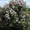 Syringa Meyeri 'Josee', Zwergflieder -Giardino 24 syringa meyeri josee 1280x1280