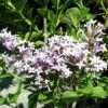 Syringa Meyeri 'Palibin', Zwerg-Duftflieder 1 Syringa Meyeri 'Palibin', Zwerg-Duftflieder -Giardino 24 syringa palibin bluete 1280x1280