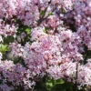Syringa Patula 'Miss Kim', Samtflieder 1 Syringa Patula 'Miss Kim', Samtflieder -Giardino 24 syringa patula miss kim 1280x1280