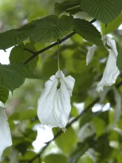 Davidia Involucrata Vilmoriniana, Taschentuchbaum -Giardino 24 taschentuchbaum bluete 1280x1280