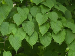 Davidia Involucrata Vilmoriniana, Taschentuchbaum -Giardino 24 taschentuchbaum laub 1280x1280