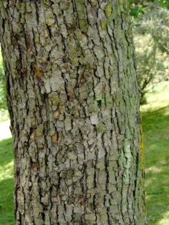 Davidia Involucrata Vilmoriniana, Taschentuchbaum -Giardino 24 taschentuchbaum 1280x1280