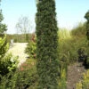 Taxus Baccata 'Fastigiata Robusta' -Giardino 24 taxus fastigiata robusta 1280x1280