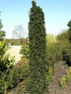 Taxus Baccata 'Fastigiata Robusta'