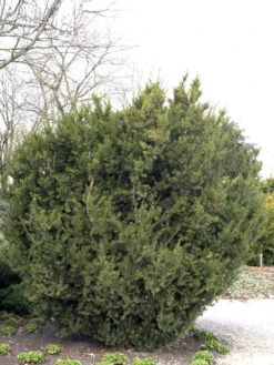Taxus Media 'Hicksii', Becher-Eibe 8 Taxus Media 'Hicksii', Becher-Eibe -Giardino 24 taxus hicksii 1280x1280
