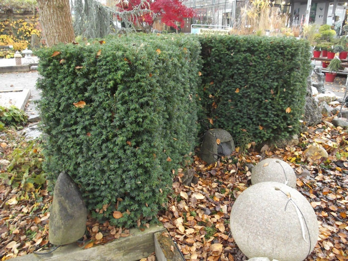 Taxus Media 'Hillii', Männliche Becher-Eibe 4 Taxus Media 'Hillii', Männliche Becher-Eibe – Bild 2