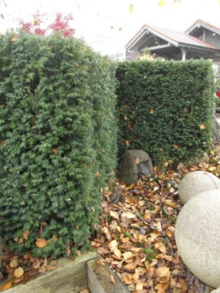 Taxus Media 'Hillii', Männliche Becher-Eibe 9 Taxus Media 'Hillii', Männliche Becher-Eibe -Giardino 24 taxus hillii pflanze55599f2c60b6a 1280x1280