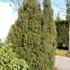 Taxus Baccata 'Overeynderi' -Giardino 24 taxus overeynderi 1280x1280