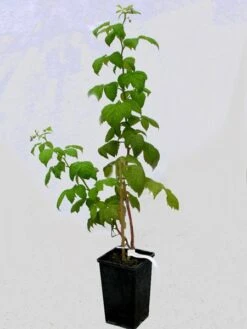 Him-/Brombeere 'Tayberry Buckingham'® -Giardino 24 tayberry buckingham topf 1280x1280