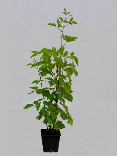 Him-/Brombeere 'Tayberry Medana' 4 Him-/Brombeere 'Tayberry Medana' – Bild 2