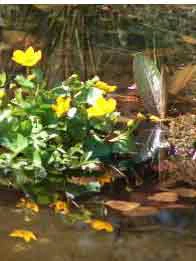 Stauden-Sortiment Für Den Teichrand (12 Stück)