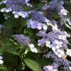 Hydrangea Serrata 'Bluebird', Teller-Hortensie 1 Hydrangea Serrata 'Bluebird', Teller-Hortensie -Giardino 24 teller hortensie blue bird 1280x1280