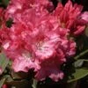 Rhododendron 'Tina Heinje' -Giardino 24 tina heinje rhododendron 1280x1280
