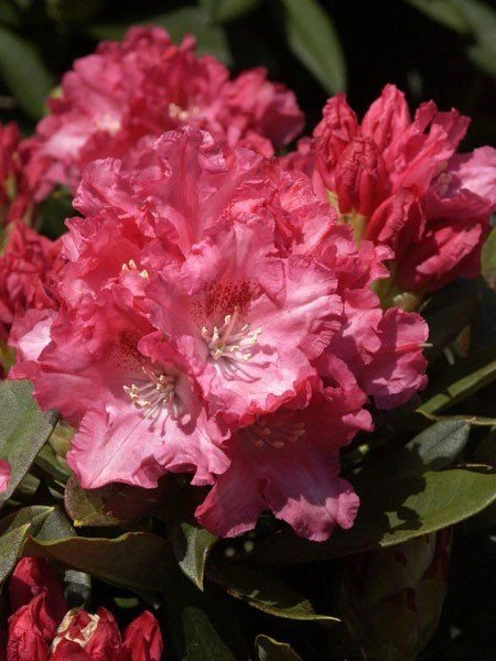 Rhododendron 'Tina Heinje' 3 Rhododendron 'Tina Heinje'