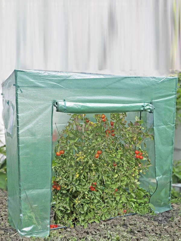 Tomatengewächshaus Groß 3 Tomatengewächshaus Groß
