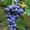 Tafel- Und Weintraube Blauer Portugieser -Giardino 24 traube blauer portugieser 1280x1280
