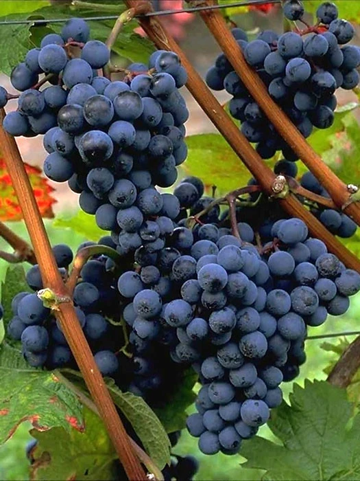 Tafel- Und Weintraube Dornfelder 3 Tafel- Und Weintraube Dornfelder