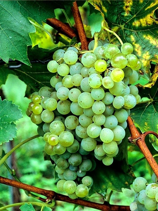 Tafel- Und Weintraube Phoenix 3 Tafel- Und Weintraube Phoenix