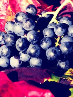 Kernlose Tafeltraube Venus ® -Giardino 24 traube venus 1280x1280