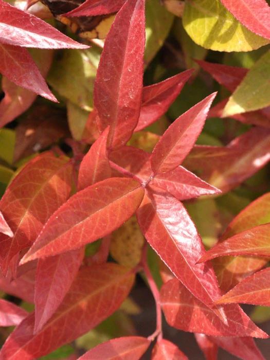 Leucothoe Walteri 'Scarletta' ®, Traubenheide, Traubenmyrte 3 Leucothoe Walteri 'Scarletta' ®, Traubenheide, Traubenmyrte