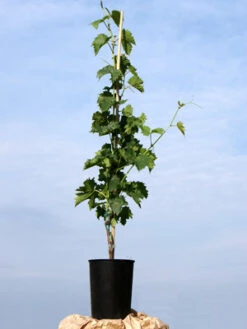 Kernlose Tafeltraube Lakemont ® -Giardino 24 traubenrebe55599c4bc372e 1280x1280 1