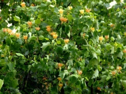 Liriodendron Tulipifera, Tulpenbaum 7 Liriodendron Tulipifera, Tulpenbaum -Giardino 24 tulpenbaum bluete 1280x1280