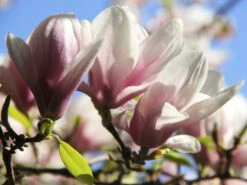 Magnolia Soulangiana, Tulpen-Magnolie -Giardino 24 tulpenmagnolie blueten55599b581accc 1280x1280