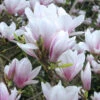 Magnolia Soulangiana, Tulpen-Magnolie -Giardino 24 tulpenmagnolie 1280x1280
