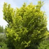 Ulmus Carpinifolia 'Wredei', Goldulme 2 Ulmus Carpinifolia 'Wredei', Goldulme -Giardino 24 ulmus hollandica wredei 1280x1280