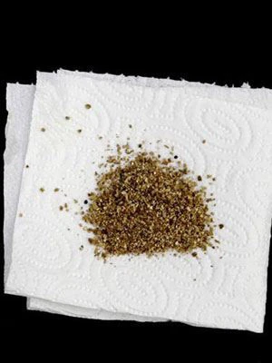 Aphidoletes-Gallmücke (Art.Nr. KB4046) 5 Aphidoletes-Gallmücke (Art.Nr. KB4046) – Bild 3