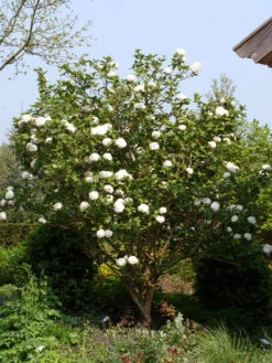 Viburnum Carlcephalum, Großblumiger Duft-Schneeball 7 Viburnum Carlcephalum, Großblumiger Duft-Schneeball -Giardino 24 viburnum carlcephalum strau 1280x1280