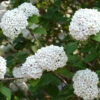 Viburnum Carlcephalum, Großblumiger Duft-Schneeball 1 Viburnum Carlcephalum, Großblumiger Duft-Schneeball -Giardino 24 viburnum carlcephalum 1280x1280