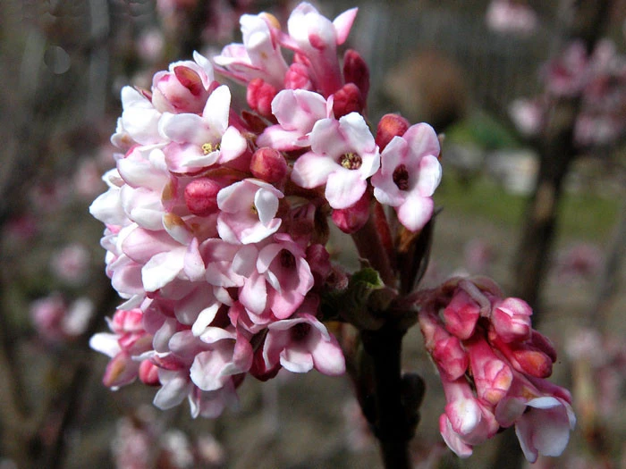 Viburnum Bodnantense 'Dawn', Winterschneeball 4 Viburnum Bodnantense 'Dawn', Winterschneeball – Bild 2