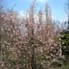 Viburnum Bodnantense 'Dawn', Winterschneeball -Giardino 24 viburnum dawn 1280x1280