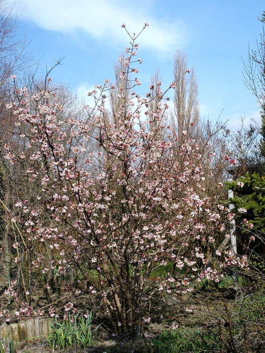 Viburnum Bodnantense 'Dawn', Winterschneeball 3 Viburnum Bodnantense 'Dawn', Winterschneeball