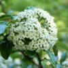 Viburnum 'Eskimo' Großblumiger, Duft-Schneeball 1 Viburnum 'Eskimo' Großblumiger, Duft-Schneeball -Giardino 24 viburnum eskimo bluete 1280x1280