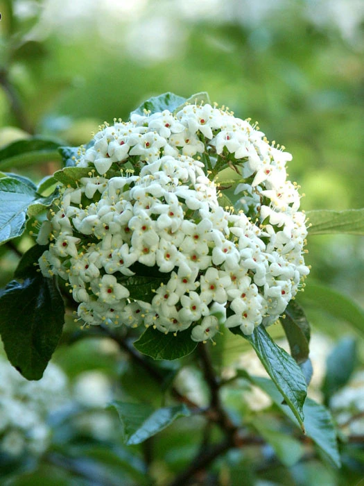 Viburnum 'Eskimo' Großblumiger, Duft-Schneeball 3 Viburnum 'Eskimo' Großblumiger, Duft-Schneeball