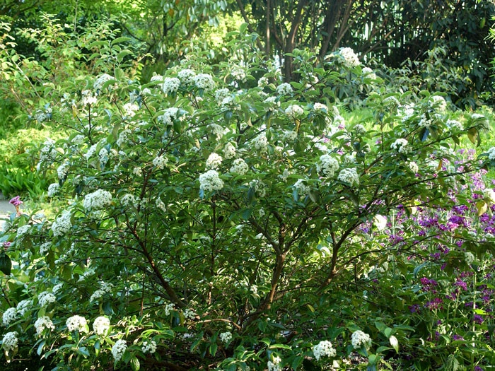 Viburnum 'Eskimo' Großblumiger, Duft-Schneeball 4 Viburnum 'Eskimo' Großblumiger, Duft-Schneeball – Bild 2