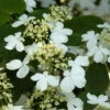 Viburnum Plicatum 'Mariesii', Japanischer Schneeball -Giardino 24 viburnum mariesii bluete 1280x1280