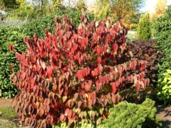 Viburnum Plicatum 'Mariesii', Japanischer Schneeball -Giardino 24 viburnum mariesii herbst 1280x1280