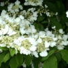 Viburnum Plicatum Tomentosum, Filziger Schneeball -Giardino 24 viburnum plicatum bluete 1280x1280