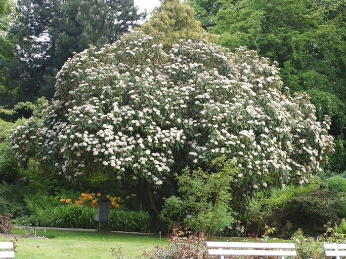 Viburnum Rhytidophyllum, Immergrüner Zungenschneeball 4 Viburnum Rhytidophyllum, Immergrüner Zungenschneeball – Bild 2