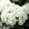 Viburnum Tinus, Lorbeer-Schneeball -Giardino 24 viburnum tinus bluete 1280x1280