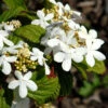 Viburnum Plicatum 'Watanabe', Japanischer Zwerg-Schneeball 1 Viburnum Plicatum 'Watanabe', Japanischer Zwerg-Schneeball -Giardino 24 viburnum watanabe 1280x1280