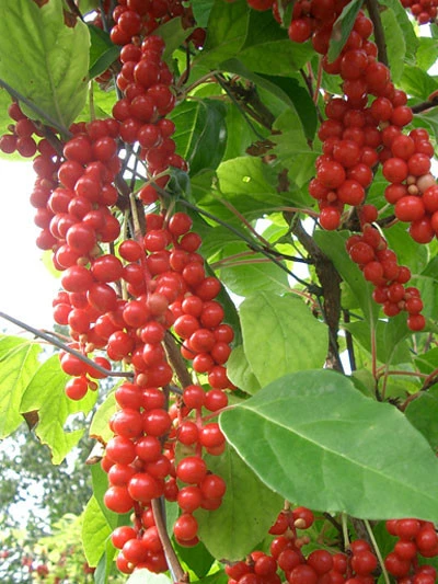 Chinesische Vitalbeere ® Wu Wei Zi 6 Chinesische Vitalbeere ® Wu Wei Zi – Bild 4