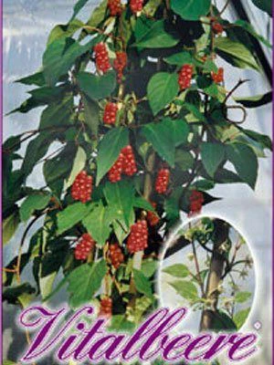 Chinesische Vitalbeere ® Wu Wei Zi 3 Chinesische Vitalbeere ® Wu Wei Zi