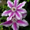 Clematis 'Carnaby' -Giardino 24 waldrebe carnaby 1280x1280