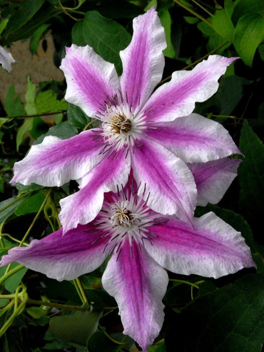 Clematis 'Carnaby' 3 Clematis 'Carnaby'