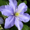 Clematis 'Mrs. Cholmondeley' -Giardino 24 waldrebe cholmondeley 1280x1280